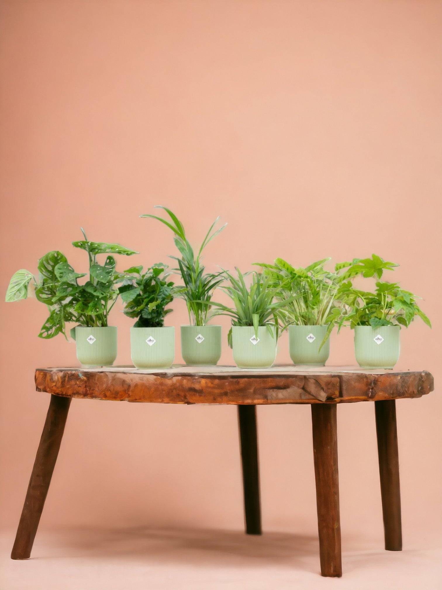 La Green Touch - Box surprise 6 plantes+ Cache-Pot- La Green Touch  - Hauteur 30cm - Imagen 1