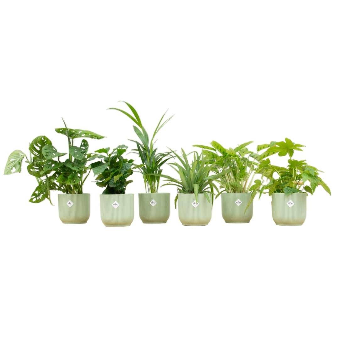 La Green Touch - Box surprise 6 plantes+ Cache-Pot- La Green Touch  - Hauteur 30cm - Imagen 2