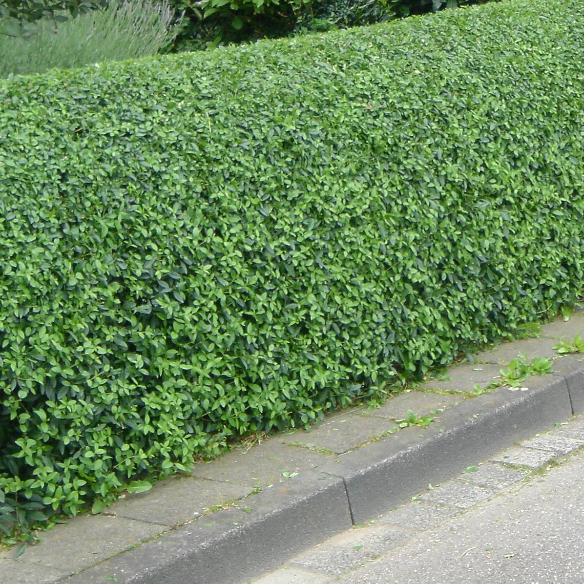 Troène commun - Ligustrum vulgare Lodense Godet de 8/9 cm