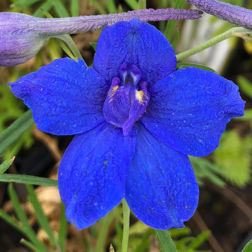 Promesse de Fleurs - Delphinium grandiflorum Blauer Zwerg - Pied d'Alouette Blauer Zwerg Godet de 8/9 cm
