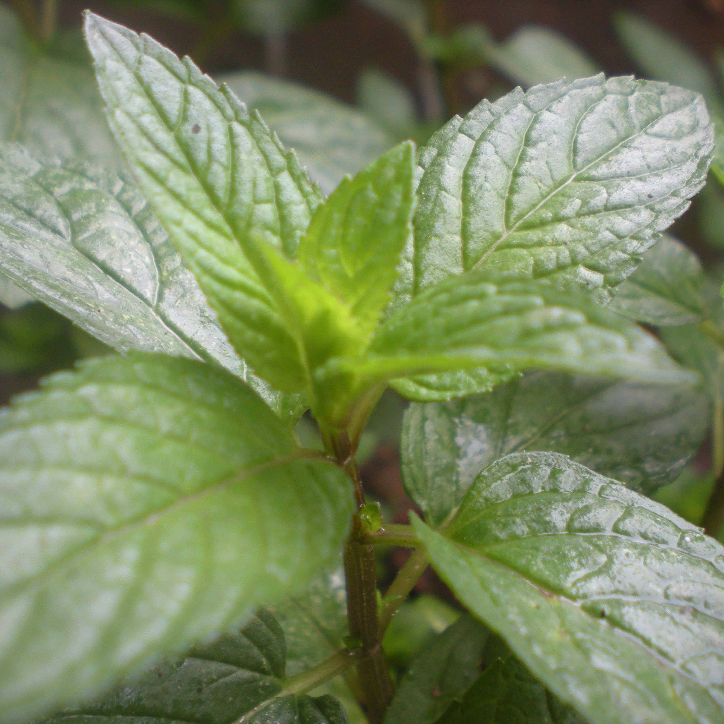 Menthe Romana Rossa BIO - Mentha piperita Godet de 8/9 cm