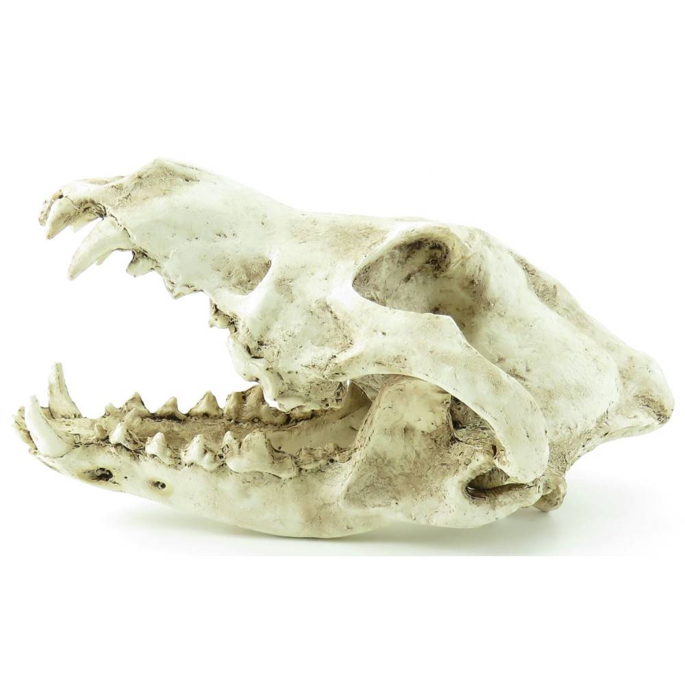 Crâne prédateur animaux, taille 24 x 13 x 13 cm,  Décoration aquarium - Image 5