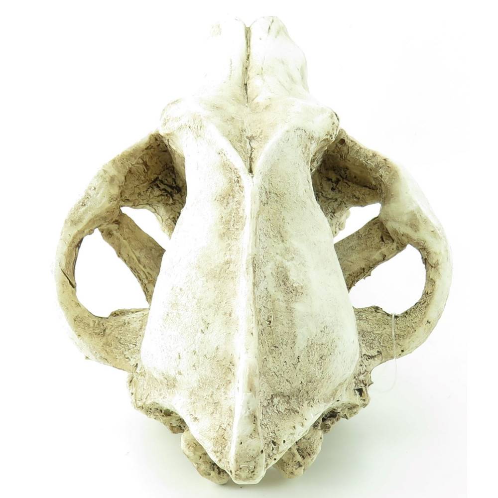 Flamingo - Crâne prédateur animaux, taille 24 x 13 x 13 cm, Décoration aquarium - Image 2
