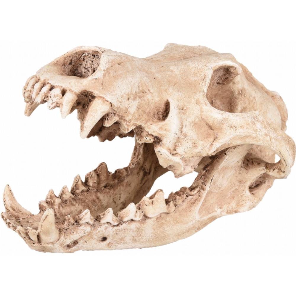 Crâne prédateur animaux, taille 24 x 13 x 13 cm,  Décoration aquarium - Image 1