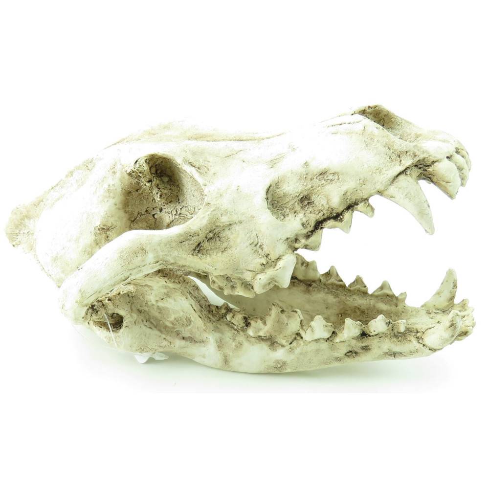 Crâne prédateur animaux, taille 24 x 13 x 13 cm,  Décoration aquarium - Image 3