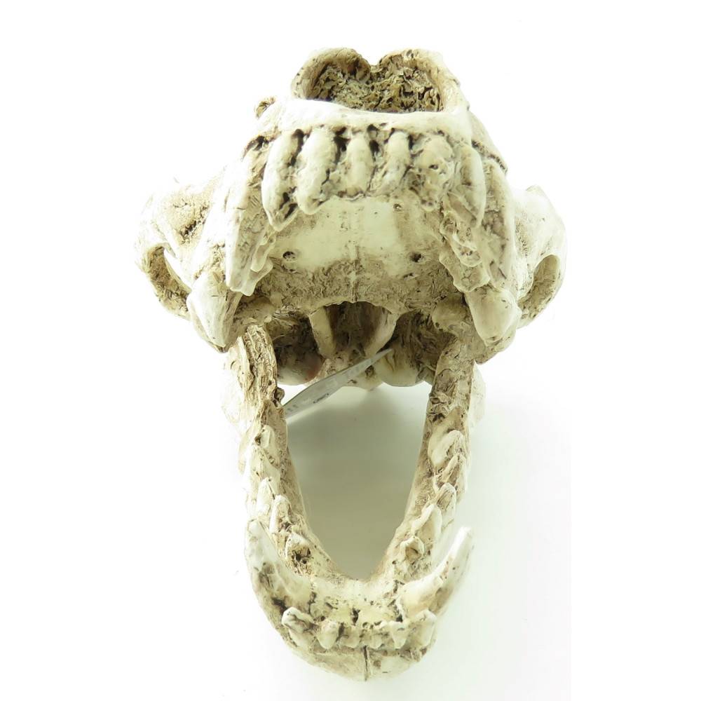 Crâne prédateur animaux, taille 24 x 13 x 13 cm,  Décoration aquarium - Image 4