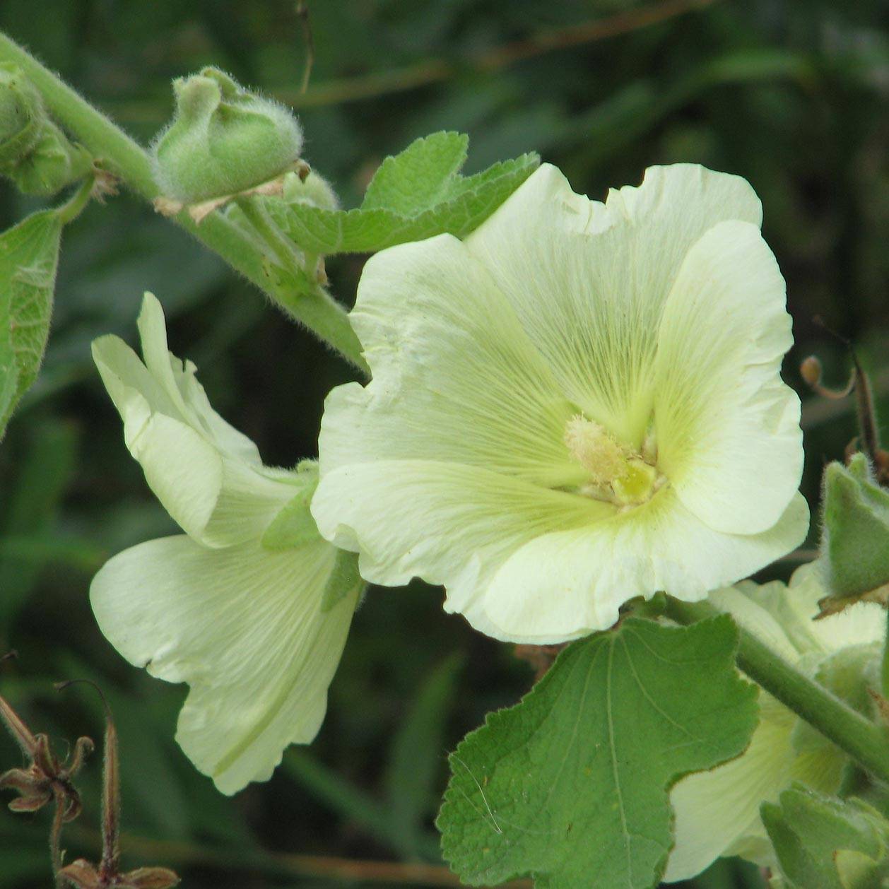 Rose trémière - Alcea rugosa Godet de 8/9 cm