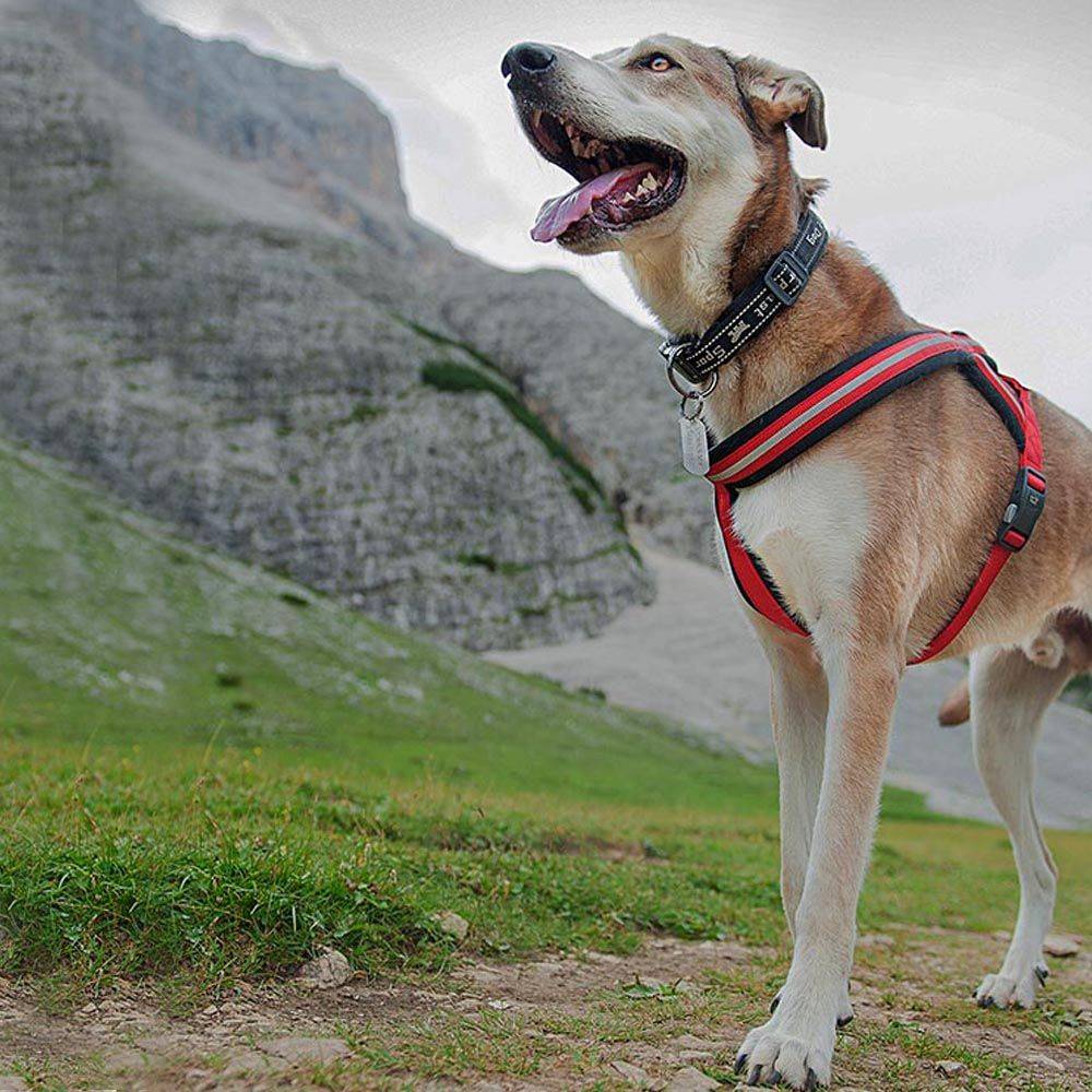 Ferplast - Harnais pour Chiens de Taille Moyenne à Grande DAYTONA CROSS M-L, Réfléchissant, avec Boucle Magnétique - Imagen 3