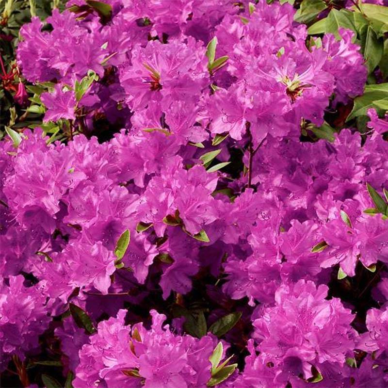 Promesse de Fleurs - Azalée du Japon Purple Splendor - Rhododendron hybride Pot de 2L/3L - Image 1