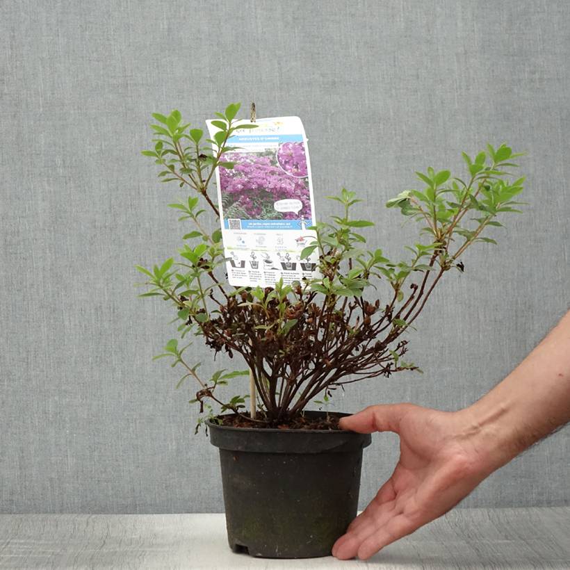 Promesse de Fleurs - Azalée du Japon Purple Splendor - Rhododendron hybride Pot de 2L/3L - Image 2
