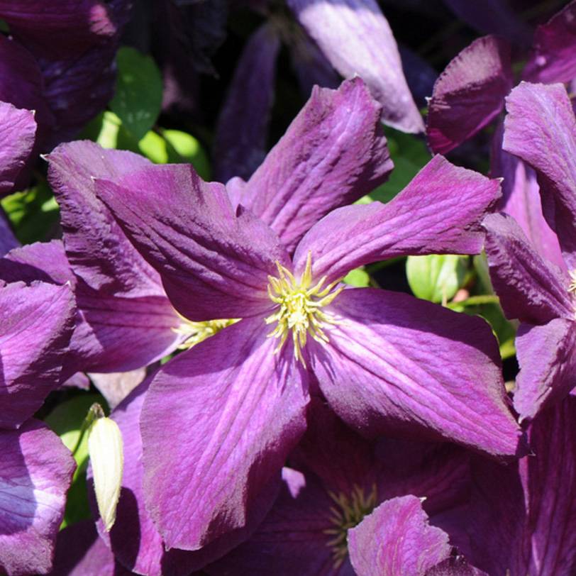 Promesse de Fleurs - Clématite - Clematis jackmanii Purpurea Pot de 2L/3L