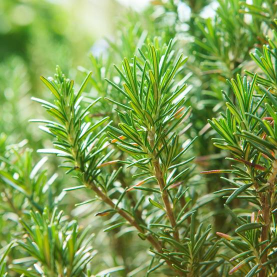 Romarin officinal - Rosmarinus officinalis - Graines Graines