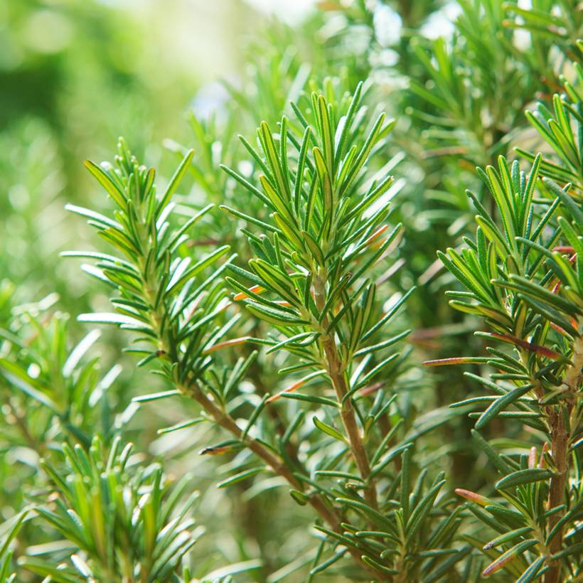 Romarin officinal - Rosmarinus officinalis - Graines Graines