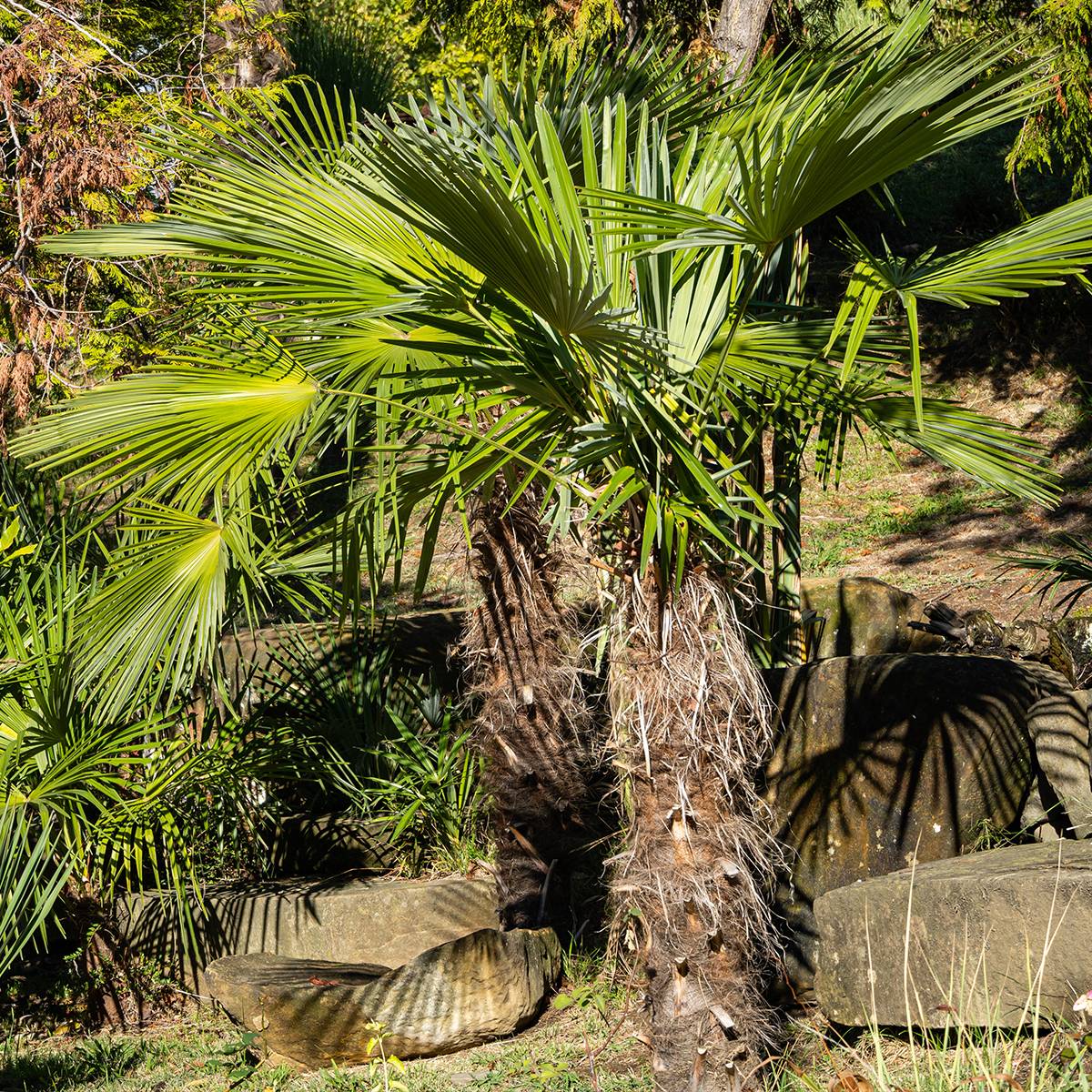 Promesse de Fleurs - Palmier de Chine - Trachycarpus fortunei  Godet de 8/9 cm