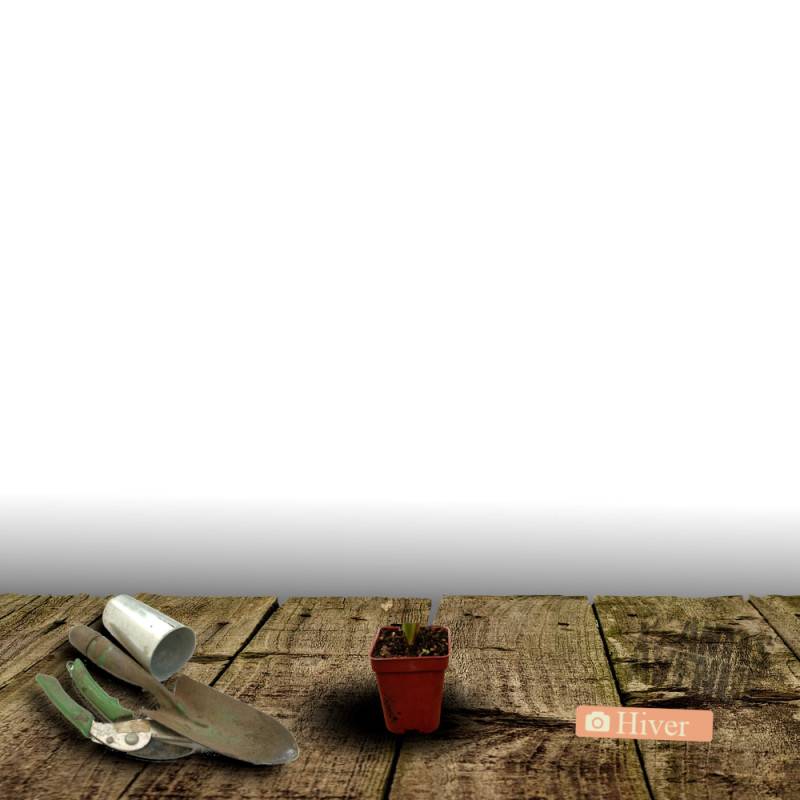 Hémérocalle Canadian Border Patrol à fleurs Blanche/Jaune - feuillage Caduc - Godet - 5/20 cm - Imagen 4