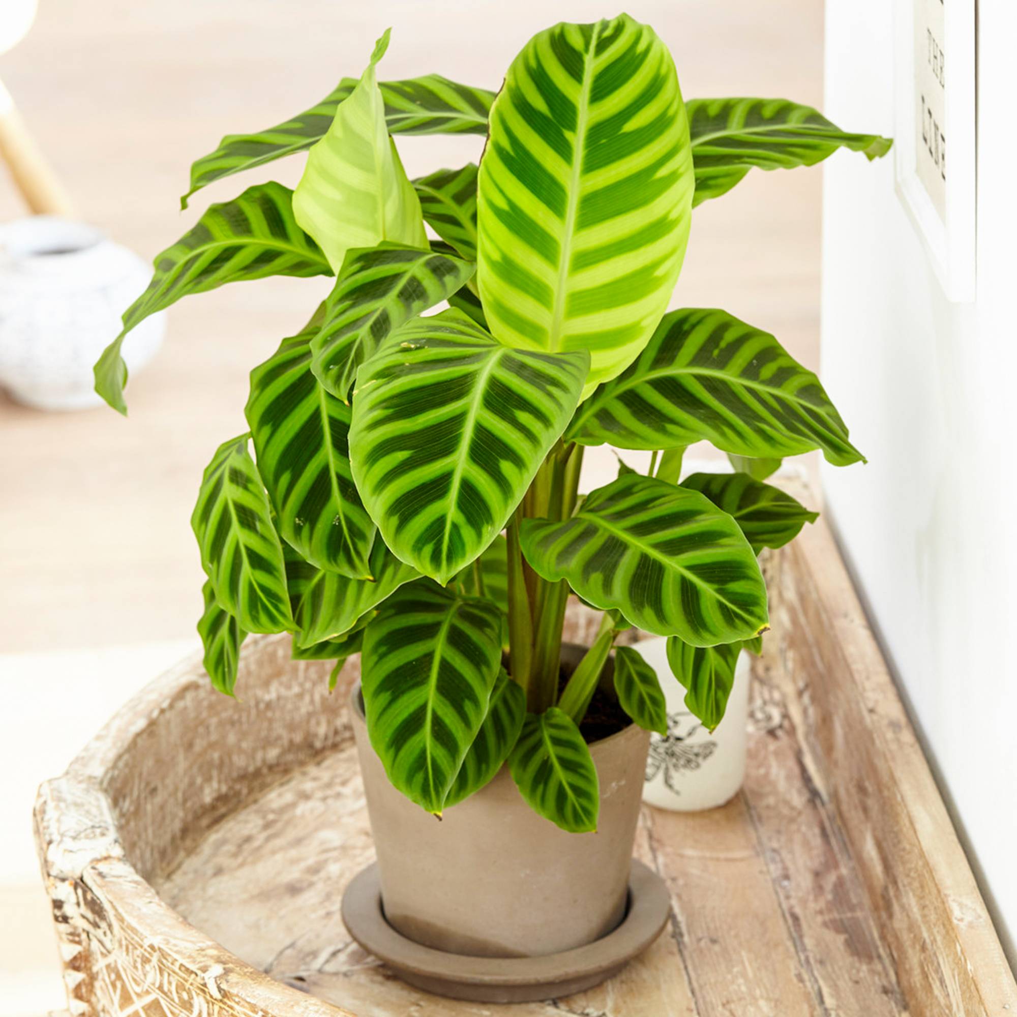 Gardenersdream - Calathea Zebrina Au Feuillage Persistant | Plante D’Intérieur Zébrée | 30-40 Cm Pot Inclus - GardenersDream - Imagen 1