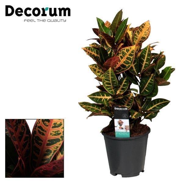 Croton Petra - D17 H55cm