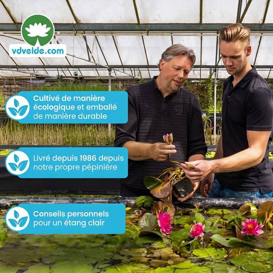 Bletilla Blanche - Bletilla striata Alba - 12 plantes et 3 paniers de bassin - Image 7