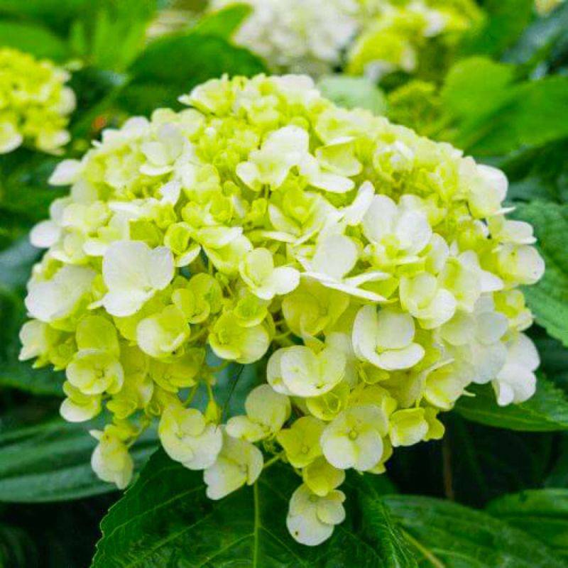 Hortensia Paniculé  'Lime Light' - Godet - Taille 13/25cm - Pépinières Naudet - Imagen 1