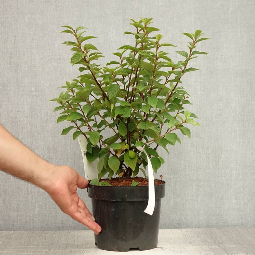 Promesse de Fleurs - Ragouminier - Prunus tomentosa Pot de 2L/3L - Image 2