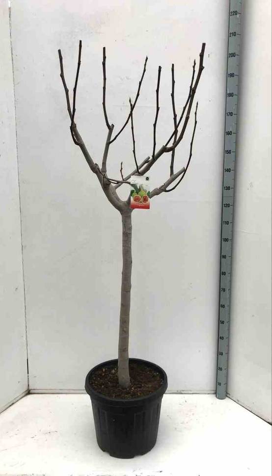 Sans Marque - Ficus carica (figuier) Couleur floraison:Blanc - Taille:Pot de 35L - 200/220 cm - Image 1