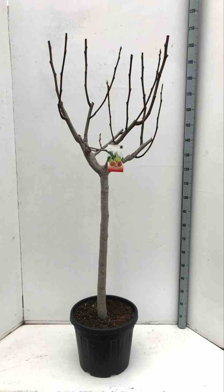 Sans Marque - Ficus carica (figuier) Couleur floraison:Blanc - Taille:Pot de 35L - 200/220 cm - Image 1