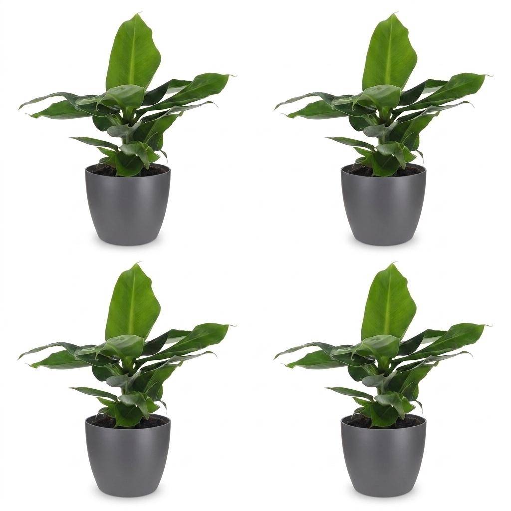 La Green Touch - Musa Oriental Dwarf - Bananier nain - Lot de 4 plantes - Avec cache-pot gris - Pot Ø12 cm, H 30 cm - Image 2