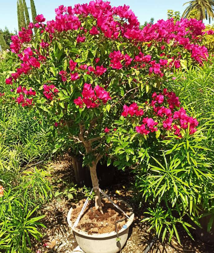 Sans Marque - Bougainvillier hybride (bougainvillier) Taille:Pot de 15L - boule - 70/80cm - Image 5