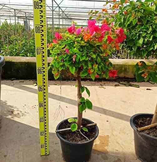 Sans Marque - Bougainvillier hybride (bougainvillier) Taille:Pot de 15L - boule - 70/80cm - Image 1