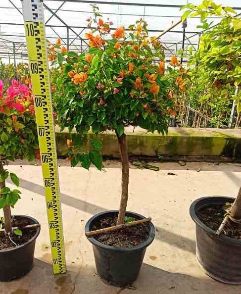 Sans Marque - Bougainvillier hybride (bougainvillier) Taille:Pot de 15L - boule - 70/80cm - Image 2
