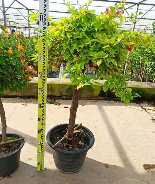 Sans Marque - Bougainvillier hybride (bougainvillier) Taille:Pot de 15L - boule - 70/80cm - Image 3