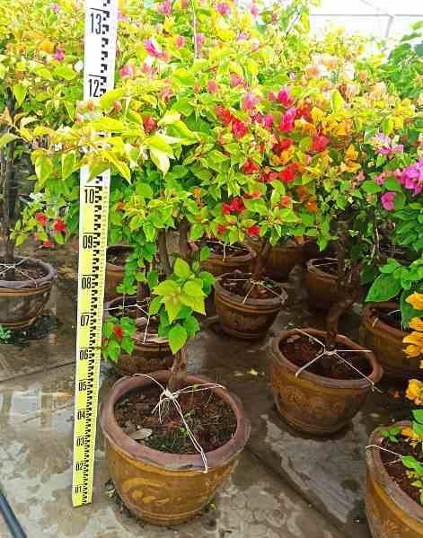 Sans Marque - Bougainvillier hybride (bougainvillier) Taille:Pot de 15L - boule - 70/80cm - Image 4