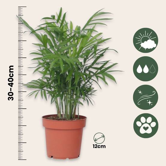 Plant In A Box - Palmier de salon - Set de 3 - Chamaedorea elegans - Hauteur 30-40cm - ⌀12cm - Image 4