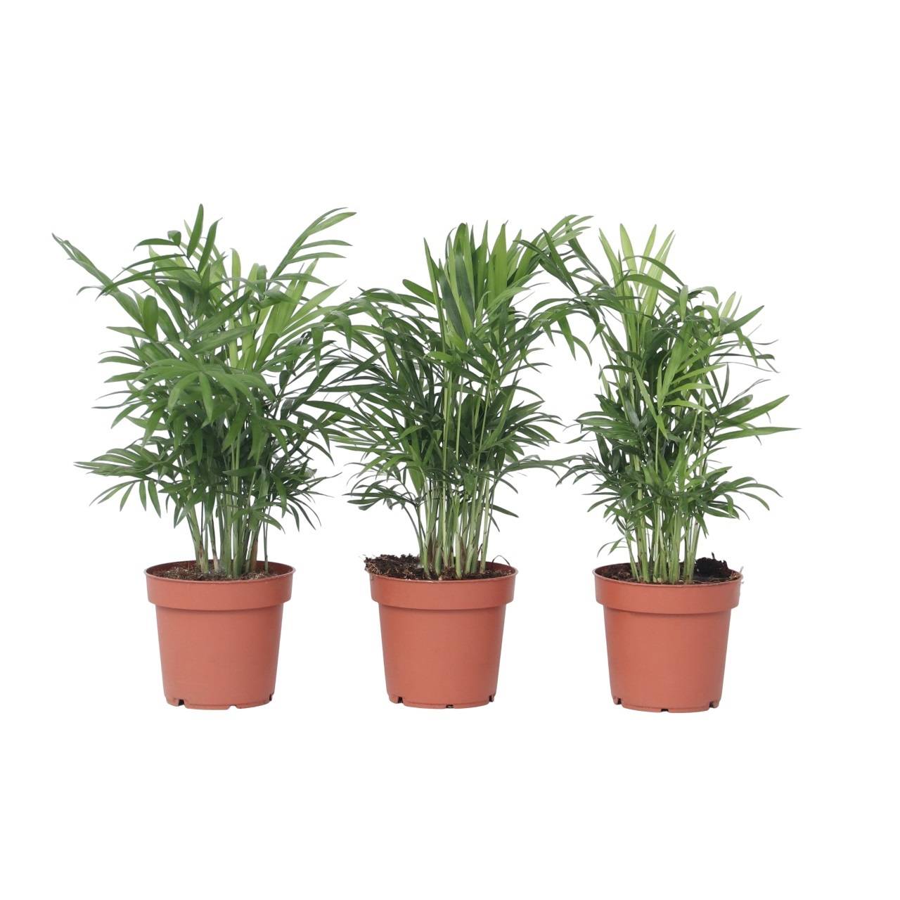 Plant In A Box - Palmier de salon - Set de 3 - Chamaedorea elegans - Hauteur 30-40cm - ⌀12cm - Image 1