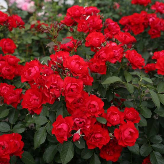 Promesse de Fleurs - Rosier couvre-sol Black Forest Rose Pot de 4L/5L