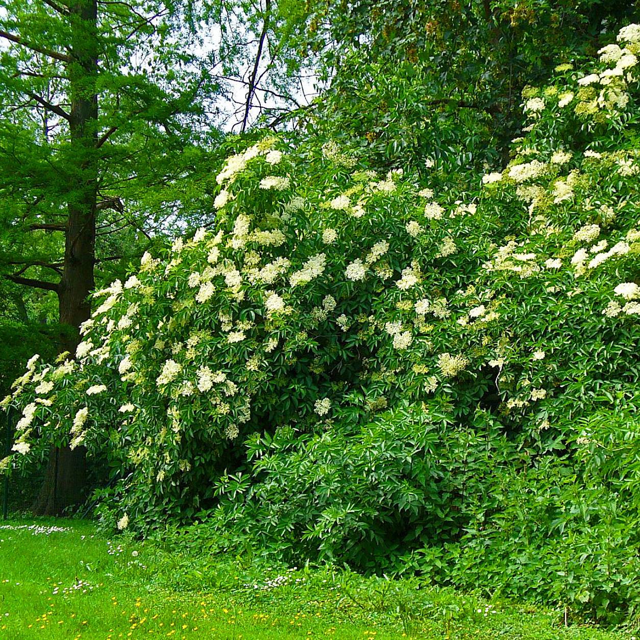 Promesse de Fleurs - Sureau noir - Sambucus nigra Korsor Pot de 1,5L/2L, Buisson