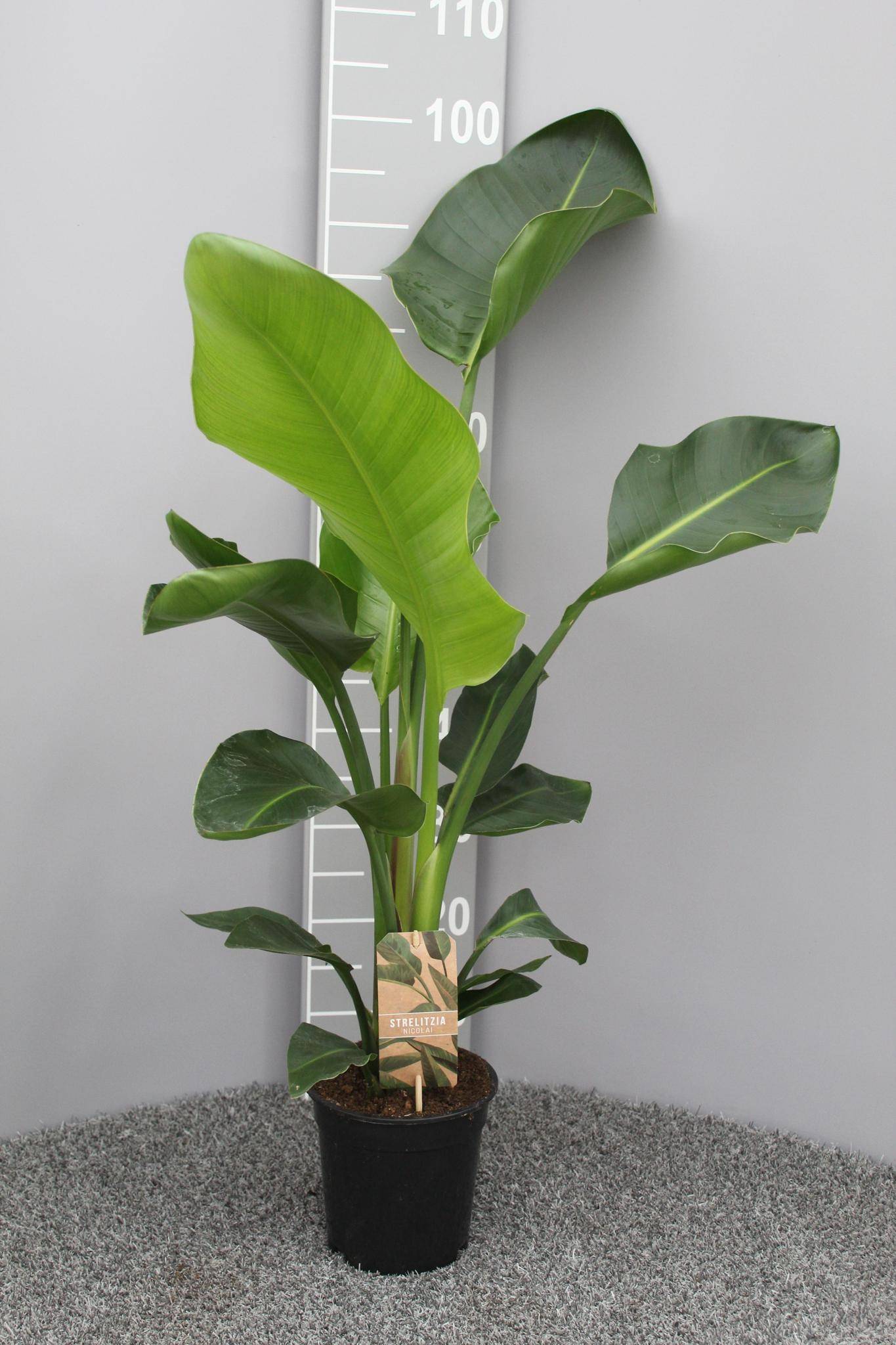 La Green Touch - Strelitzia Nicolai P17 2pp - D17 H70cm