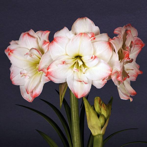 Promesse de Fleurs - Amaryllis Amadeus Candy - Hippeastrum Bulbe calibre 26/28