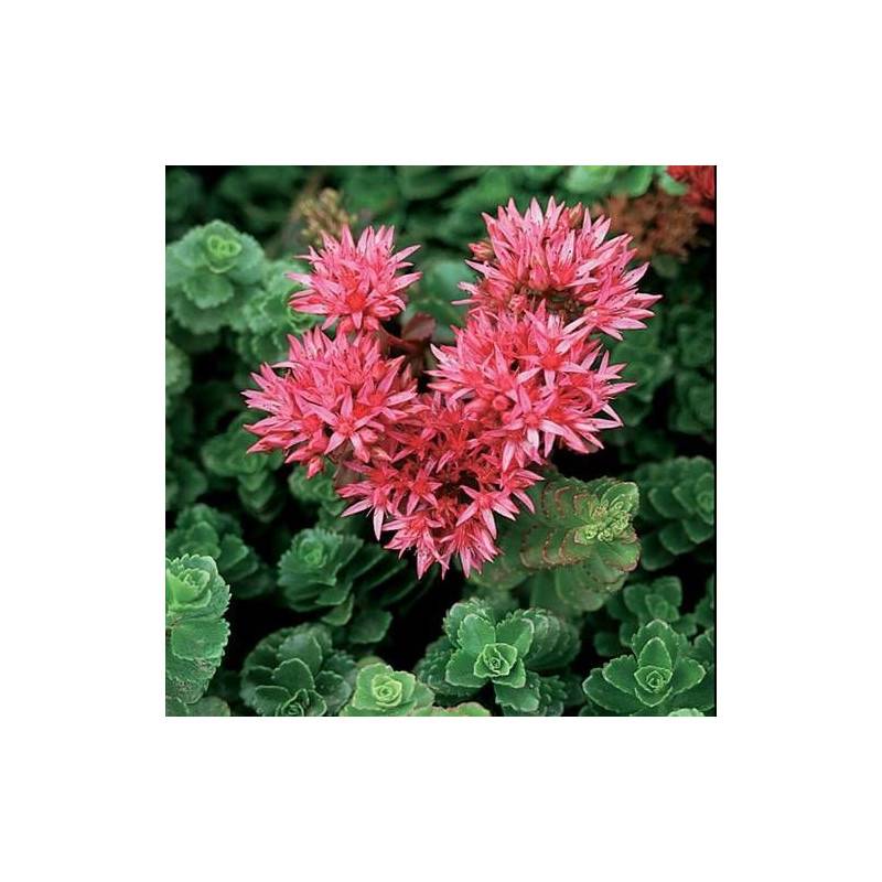 Orpin Summer Glory, Sedum à fleurs Rose/ - feuillage Persistant - Godet - 5/20 cm