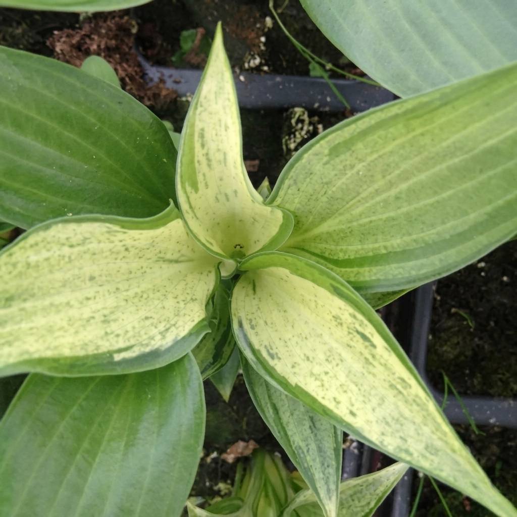 Promesse de Fleurs - Hosta Zeus Pot de 1,5L/2L
