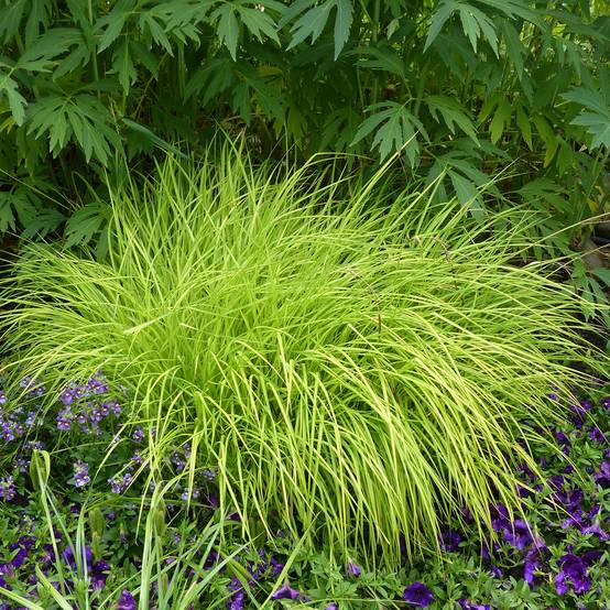 Carex elata Aurea - Laîche dorée Godet de 8/9 cm