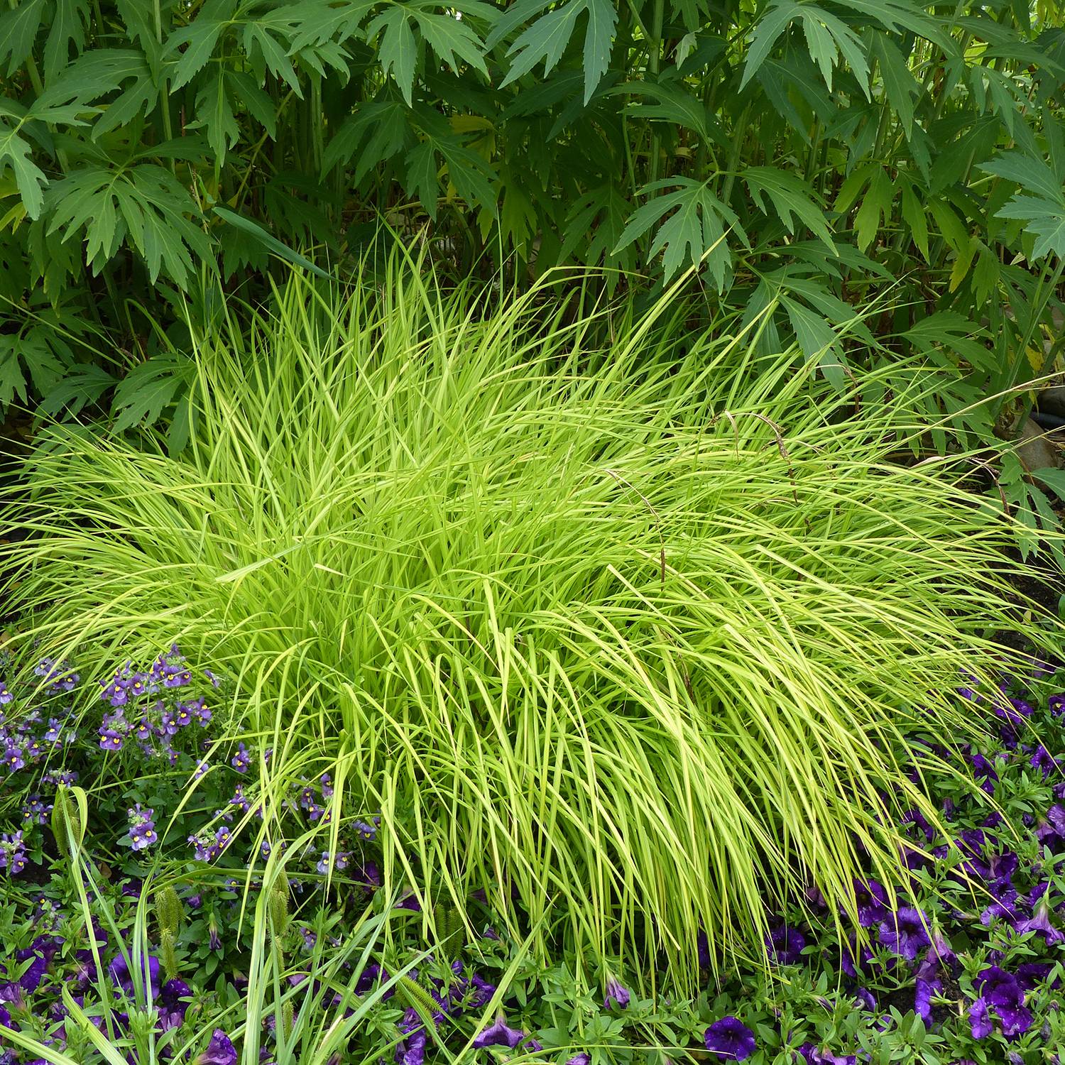 Carex elata Aurea - Laîche dorée Godet de 8/9 cm