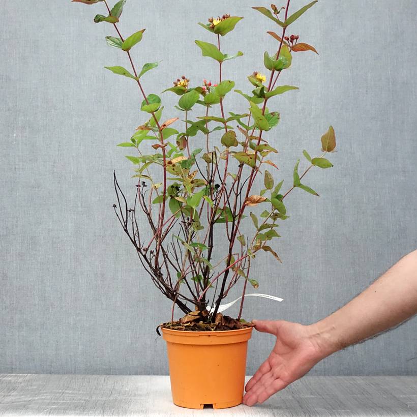Hypericum inodorum Magical Red Flame - Millepertuis Pot de 2L/3L - Image 2