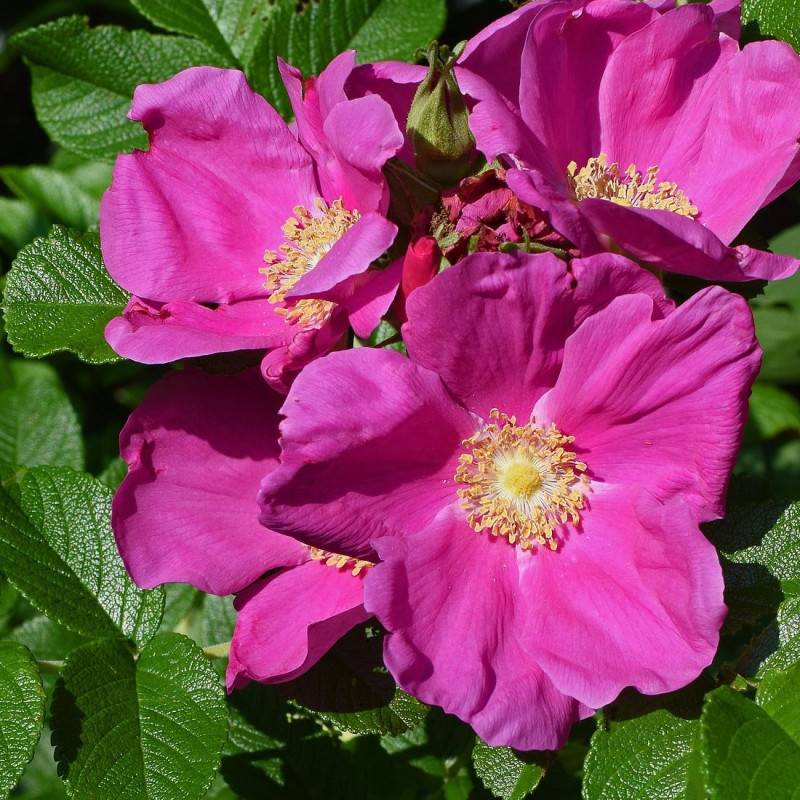 Rosier rugueux à fleurs Rose - feuillage Caduc - Pot de 4L - 30/60 cm-  hauteur à maturité De 1,00 m à 1,50 m - Imagen 1