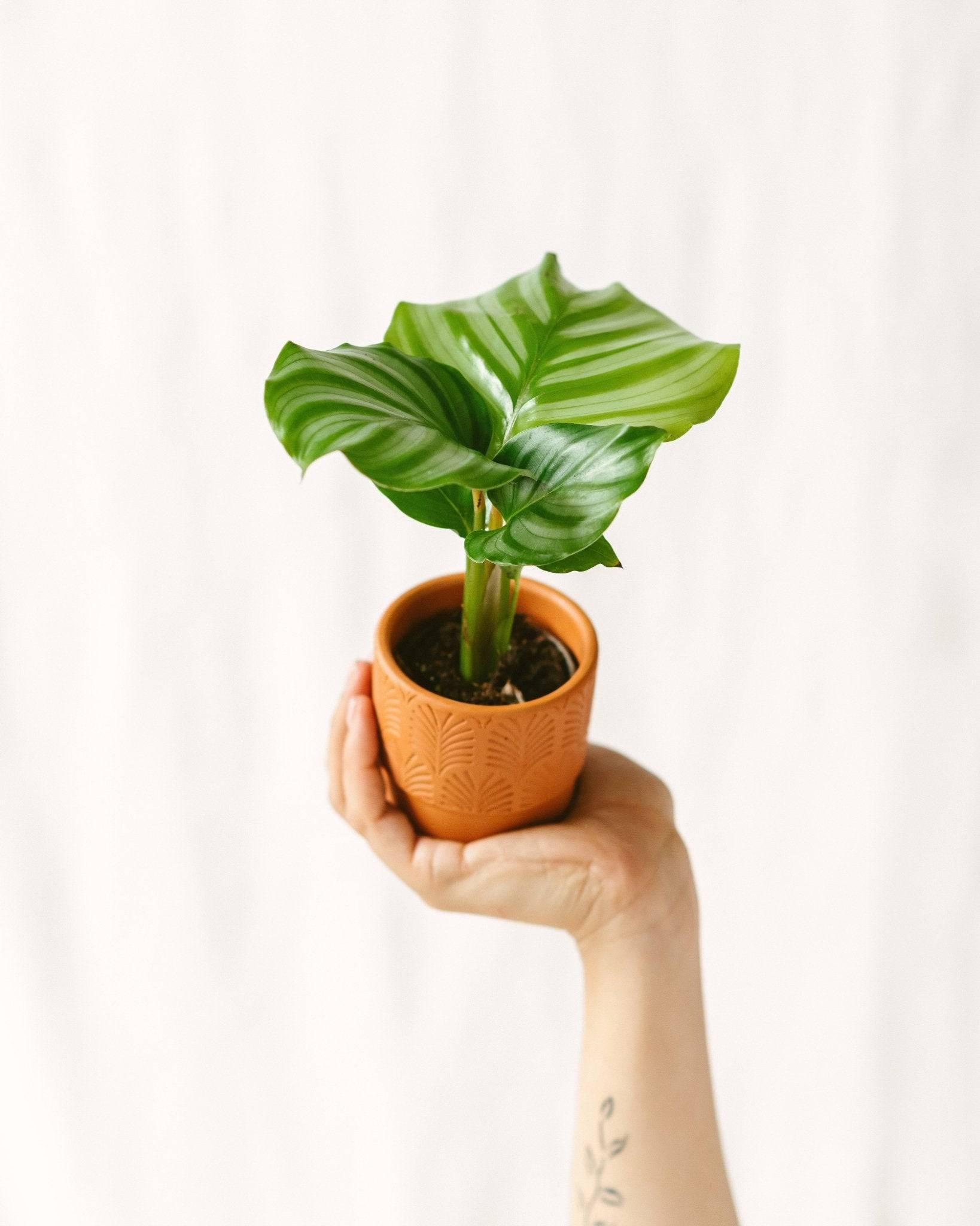 La Green Touch - Mini Calathéa orbifolia 10cm - Plante d'intérieur- La Green Touch - Imagen 2