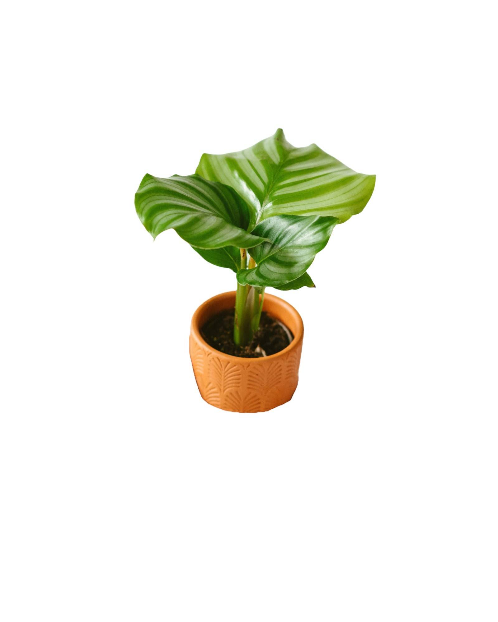 La Green Touch - Mini Calathéa orbifolia 10cm - Plante d'intérieur- La Green Touch - Imagen 1
