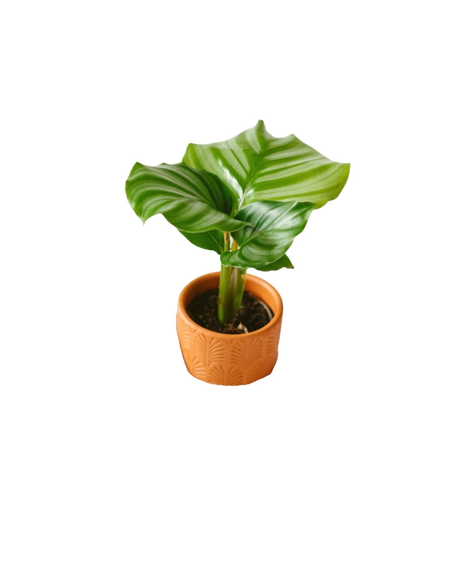 La Green Touch - Mini Calathéa orbifolia 10cm - Plante d'intérieur- La Green Touch - Imagen 3