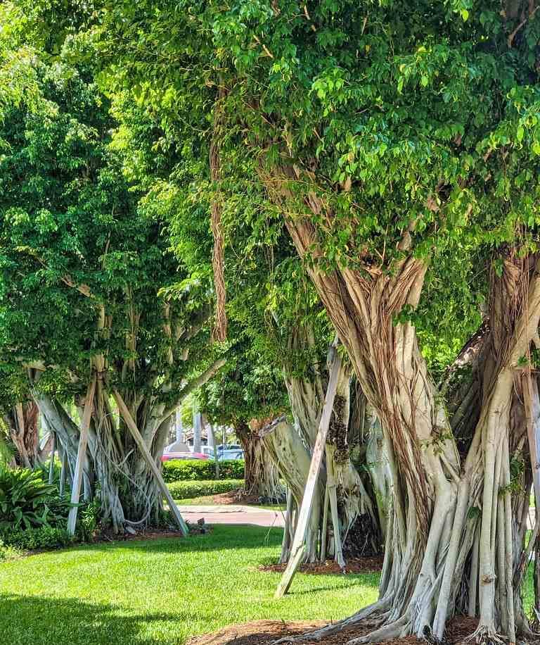 Sans Marque - Ficus microcarpa 'Compacta' Taille:Pot de 25L- 125/150cm - Image 5