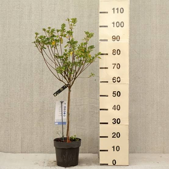 Azalée japonaise Schneeglanz - Rhododendron hybride Pot de 4L/5L, Tige, Tige de 40 cm - Image 2