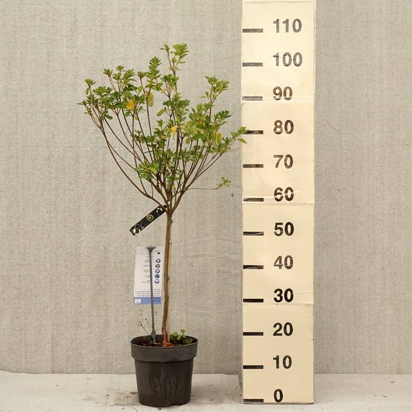 Azalée japonaise Schneeglanz - Rhododendron hybride Pot de 4L/5L, Tige, Tige de 40 cm - Image 2
